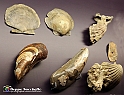VBS_9106 - Museo Paleontologico - Asti
